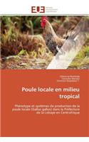 Poule Locale En Milieu Tropical