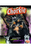 Chorkie