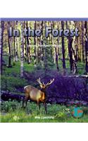 In the Forest