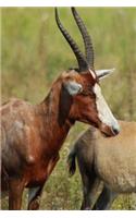 Blesbok Antelope Journal: 150 page lined notebook/diary