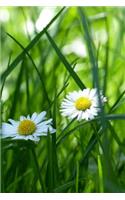 Daisy in a Meadow Flower Journal: 150 Page Lined Notebook/Diary