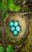 Signs of Spring: Five Blue Eggs in a Song Thrush Bird Nest Journal: 150 Page Lined Notebook/Diary