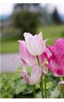 Charming Pink Tulips in the Spring Flower Garden Journal