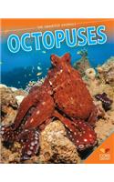 Octopuses