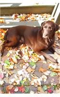 2020 Weekly Planner Chocolate Lab Dog Labrador Retriever Outside Fall 134 Pages: 2020 Planners Calendars Organizers Datebooks Appointment Books Agendas