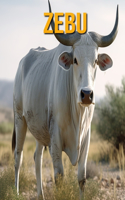 Zebu