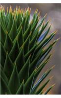 Evergreen Conifer (Araucaria araucana) Up Close Journal