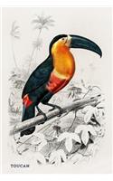 Toucan