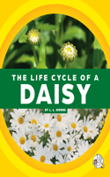 Life Cycle of a Daisy