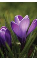 Springtime Purple Crocus Journal