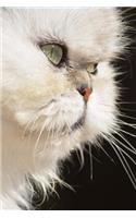 Persian Cat Journal 