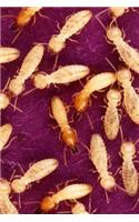 Insect Journal Termites Feed Entomology: (Notebook, Diary, Blank Book)