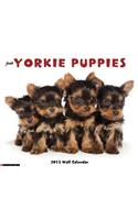 Just Yorkie Puppies Wall Calendar