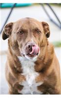 My Faithful Companion Dog Journal