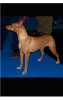 Andalusian Hound Dog Journal