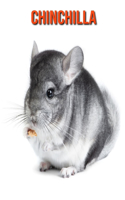 Chinchilla