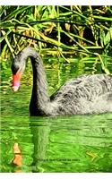 Cygne Noir Carnet de notes
