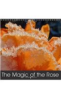 The Magic of the Rose 2018: Beautiful and Radiant Roses Presented in Various Colours and Varieties.(Calvendo Nature)