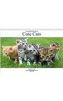 Cute Cats 2018