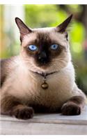 Siamese