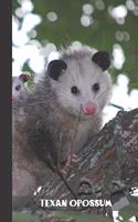 texan opossum