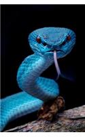 Snake Reptile Journal: Snake Reptile Journal, Notebook Gift For Snake Lovers