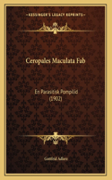 Ceropales Maculata Fab