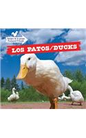 Los Patos / Ducks