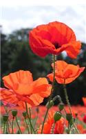Poppy Field Journal