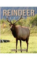 Reindeer