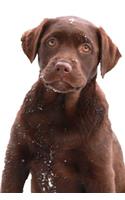 Chocolate Labrador Retriever Puppy Snowflakes: (Notebook, Diary, Blank Book)(Pet Photo Journals Notebooks Diaries)
