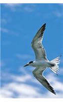 Common Tern Bird Journal (Sterna Hirundo)