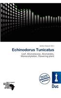 Echinodorus Tunicatus: (English)