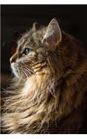 Journal: Maine Coon Cat