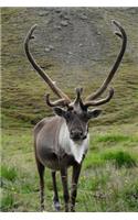 A Magnificent Reindeer in Summer Pasture in Iceland Animal Journal: 150 Page Lined Notebook/Diary