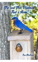 Mr. and Mrs. Bluebird Find a Home
