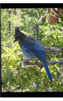 World Birds Atlas (Volume 1)