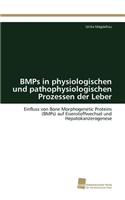 BMPs in physiologischen und pathophysiologischen Prozessen der Leber