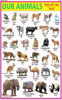 Animals Chart For Kids | 70X100 Cm (Extra Large Size To Attract Kids) | Non-Tearable And Waterproof | Perfect For Homeschooling, Kindergarten And Nursery Students