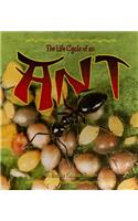 The Life Cycle of an Ant