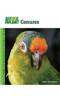 Conures