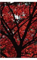 Fall Fire Tree Notebook