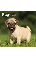 Pug Puppies 2021 Mini 7x7