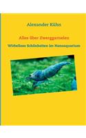 Alles über Zwerggarnelen