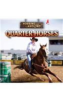 Quarter Horses