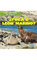 ¿Foca O León Marino? (Seal or Sea Lion?)