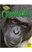 Chimpanzees