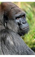 A Magnificent Silverback Gorilla Checking You Out Journal