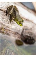 Common Frog on a Log Journal