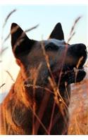 Australian Cattle Dog in a Field Journal: Take Notes, Write Down Memories in this 150 Page Lined Journal